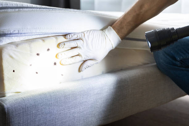 Trusted Glendale, MO Pest Control Experts